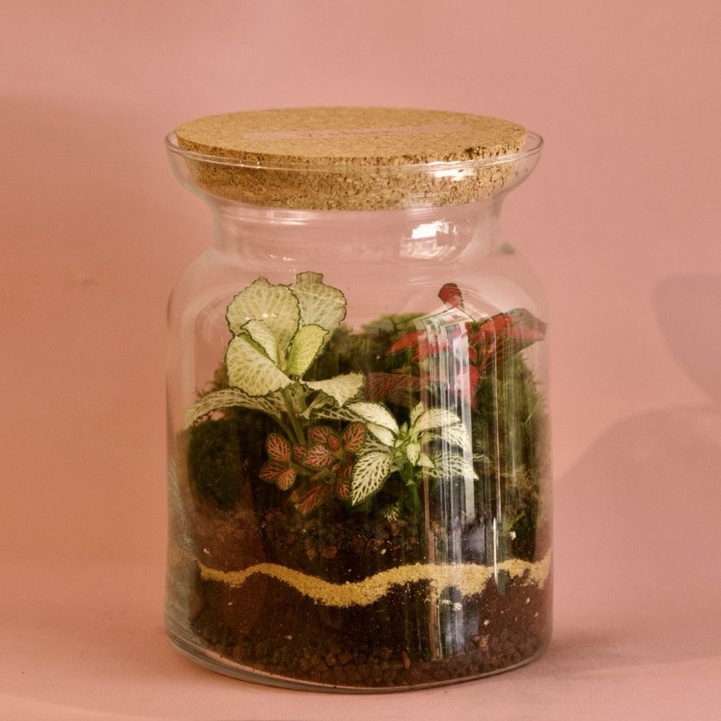 Taller terrari etern