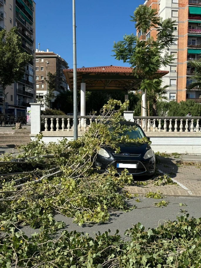 Cauen nou arbres per la ventada d??ahir, però sense causar danys greus