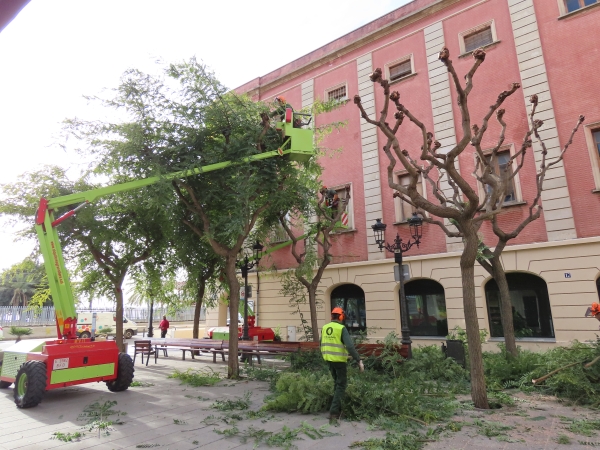 Esporga dels arbres de la plaça de la Llibertat, en una campanya anterior.