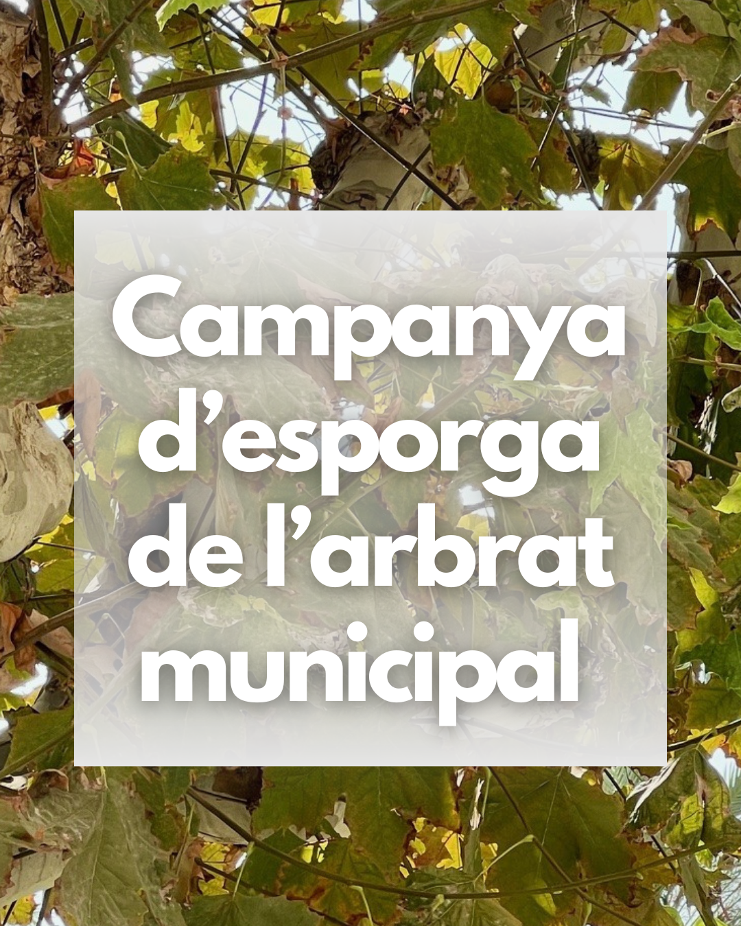 Inici de la campanya d'esporga de l'arbrat municipal