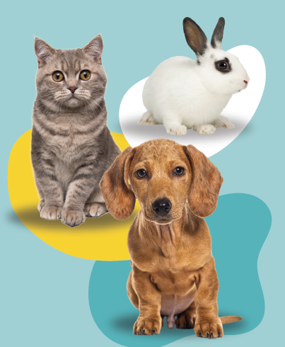 Publicat un tríptic informatiu sobre la nova normativa de benestar animal